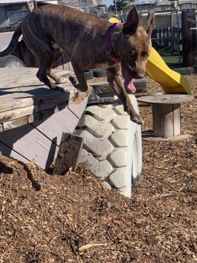Derty Dog Canine Retreat & Fitness - Brentwood, CA