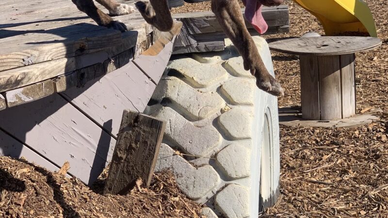 Derty Dog Canine Retreat & Fitness - Brentwood, CA