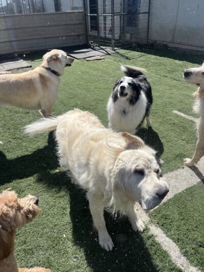 Derty Dog Canine Retreat & Fitness - Brentwood, CA