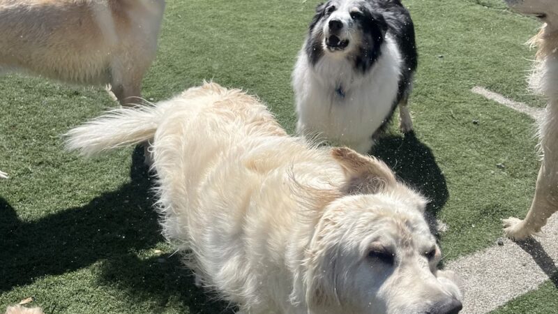 Derty Dog Canine Retreat & Fitness - Brentwood, CA