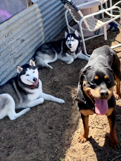 Derty Dog Canine Retreat & Fitness - Brentwood, CA