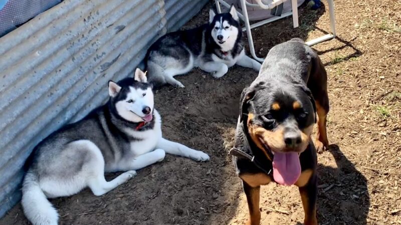 Derty Dog Canine Retreat & Fitness - Brentwood, CA