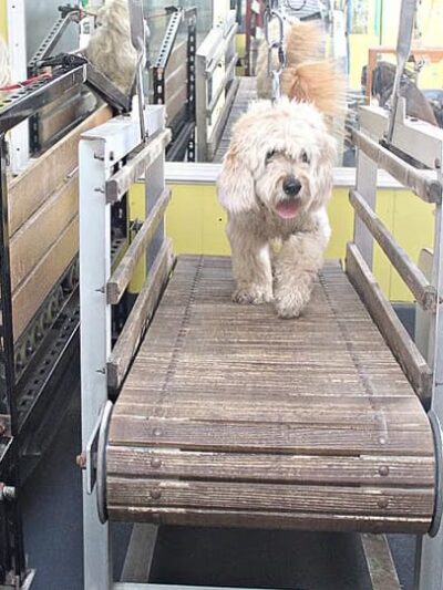 Derty Dog Canine Retreat & Fitness - Brentwood, CA