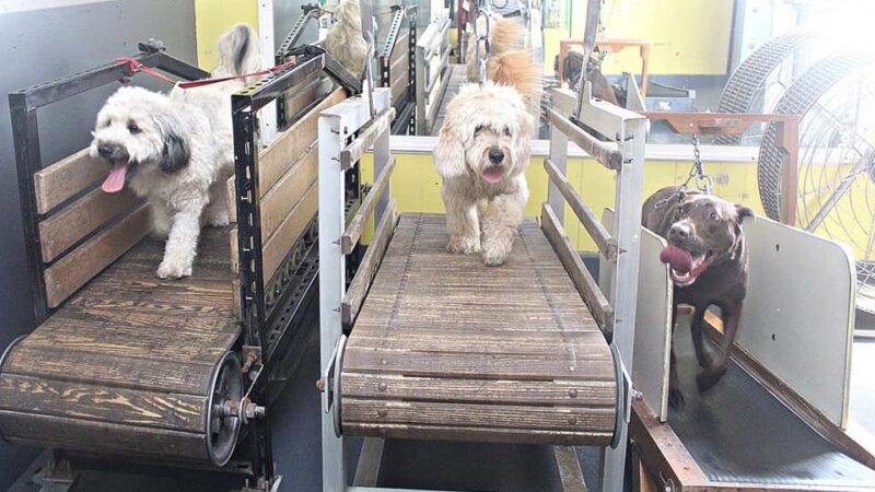 Derty Dog Canine Retreat & Fitness - Brentwood, CA