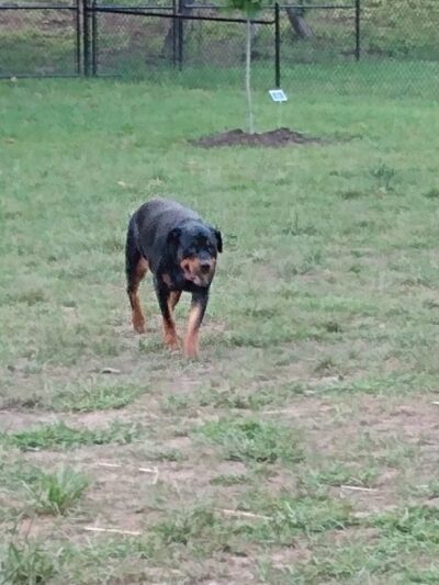 City of Brevard Dog Park - Brevard, NC