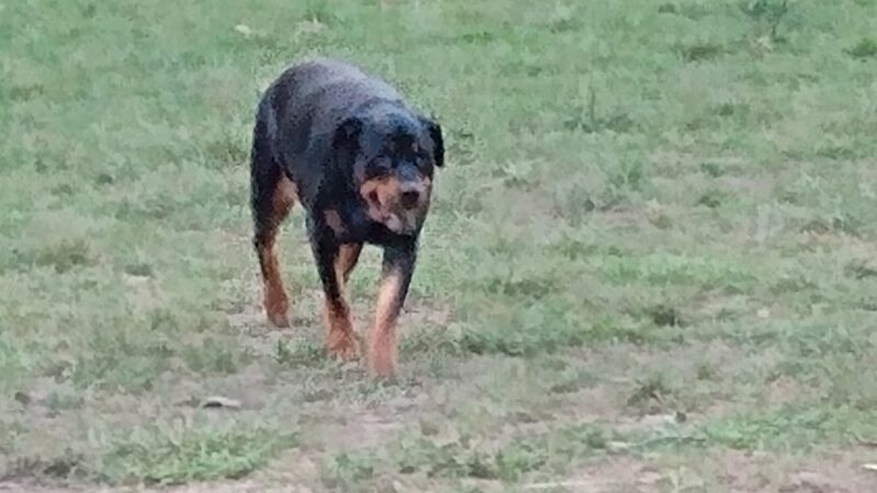 City of Brevard Dog Park - Brevard, NC