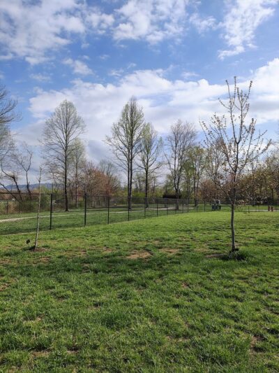 City of Brevard Dog Park - Brevard, NC