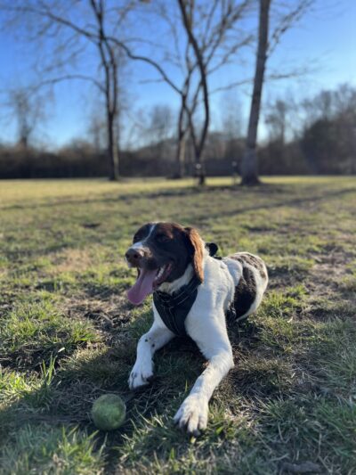 City of Brevard Dog Park - Brevard, NC