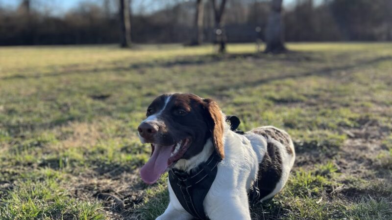 City of Brevard Dog Park - Brevard, NC