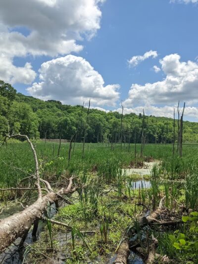 Clough Preserve - Brewster, NY