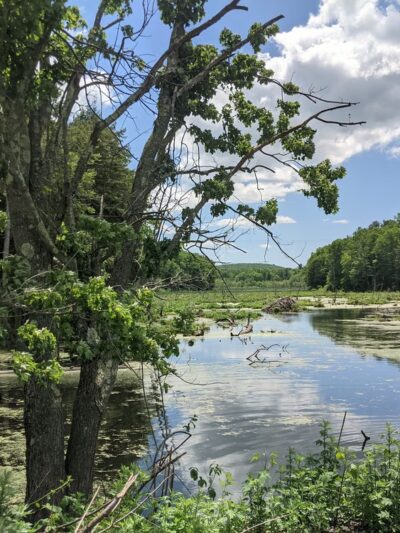 Clough Preserve - Brewster, NY