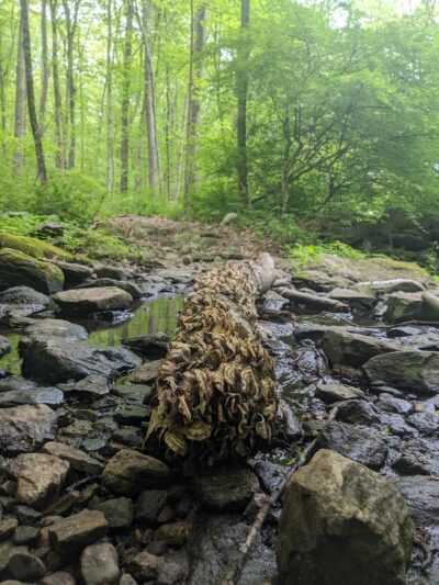 Clough Preserve - Brewster, NY