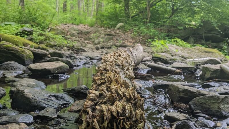 Clough Preserve - Brewster, NY