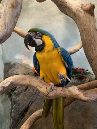 Pet Blvd - Brewster, NY