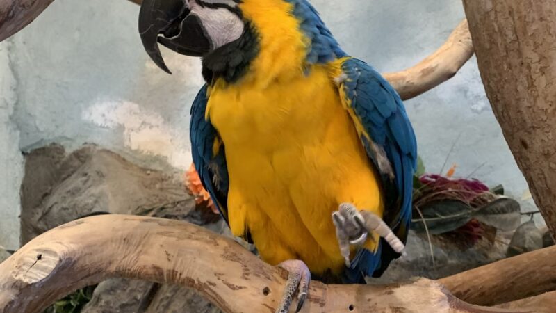 Pet Blvd - Brewster, NY