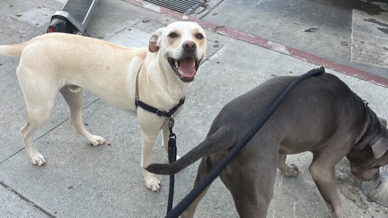 Bri’sdogwalking - ,