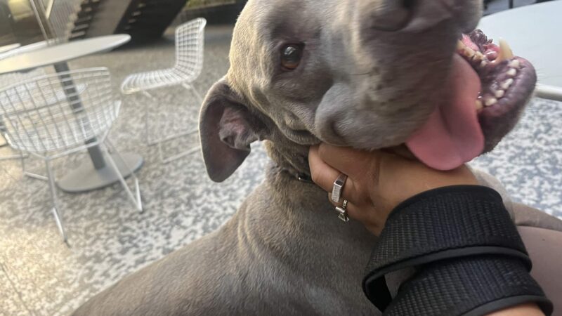 Bri’sdogwalking - ,