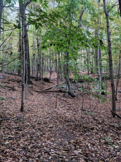 Hardscrabble Wilderness Area - Briarcliff Manor, NY
