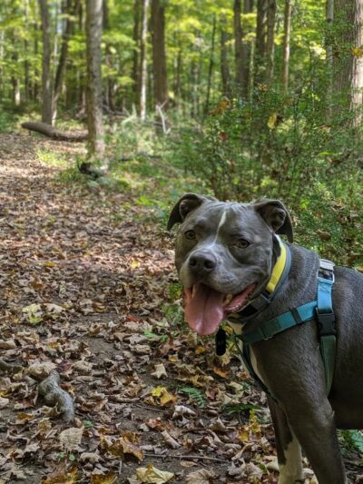 Hardscrabble Wilderness Area - Briarcliff Manor, NY