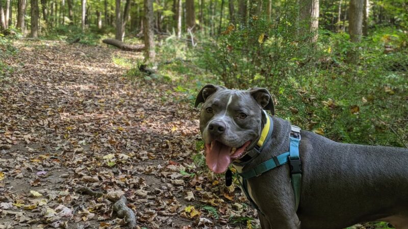Hardscrabble Wilderness Area - Briarcliff Manor, NY