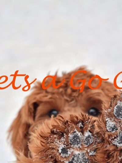 Pets a Go Go LLC - Briarcliff Manor, NY