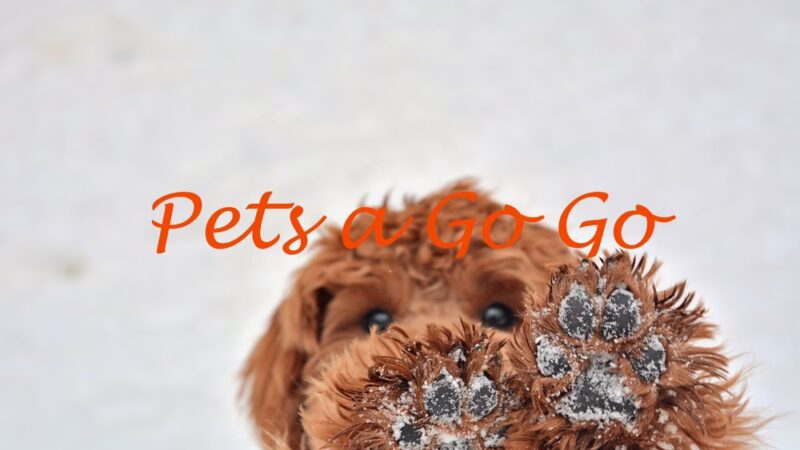 Pets a Go Go LLC - Briarcliff Manor, NY