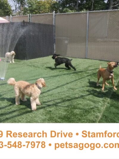 Pets a Go Go LLC - Briarcliff Manor, NY