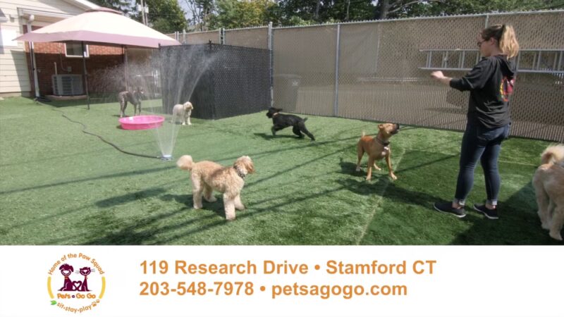Pets a Go Go LLC - Briarcliff Manor, NY