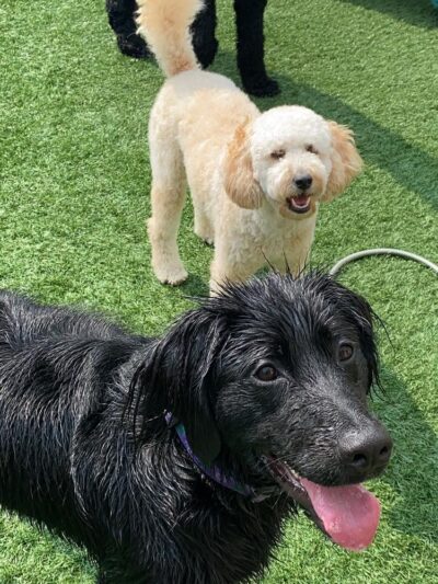 Pets a Go Go LLC - Briarcliff Manor, NY