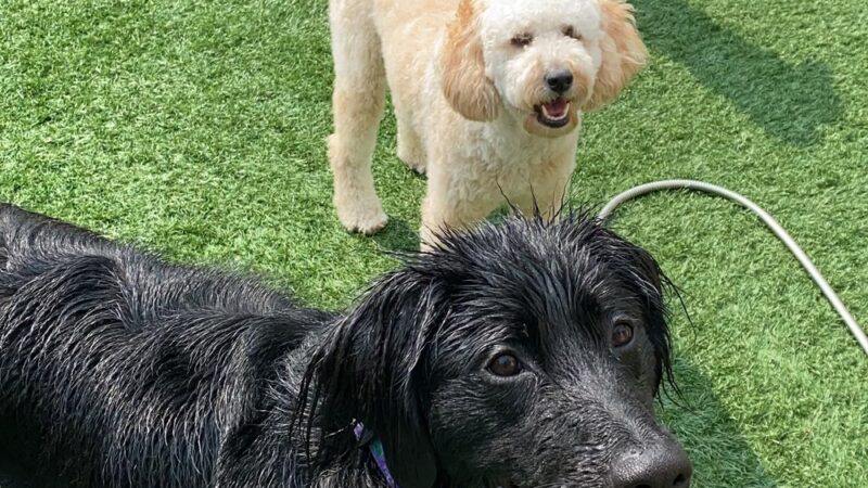 Pets a Go Go LLC - Briarcliff Manor, NY