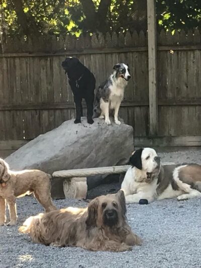 Pets a Go Go LLC - Briarcliff Manor, NY