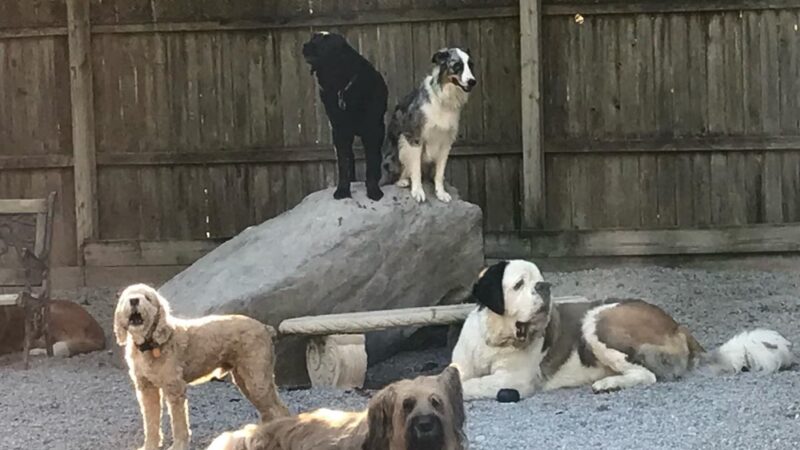 Pets a Go Go LLC - Briarcliff Manor, NY