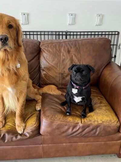 Pets a Go Go LLC - Briarcliff Manor, NY