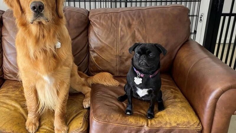 Pets a Go Go LLC - Briarcliff Manor, NY