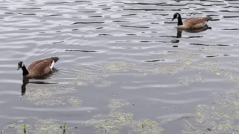 Richard G Wishnie Park - Briarcliff Manor, NY