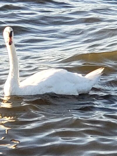 Bay Harbor Park - Brick Township, NJ