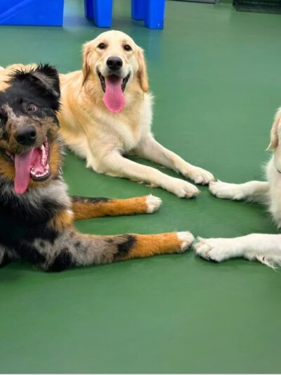 Dogtopia of Brick - Brick Township, NJ