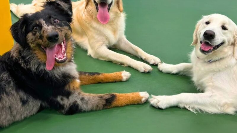 Dogtopia of Brick - Brick Township, NJ