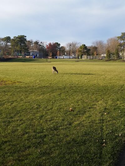 Herbertsville Park - Brick Township, NJ
