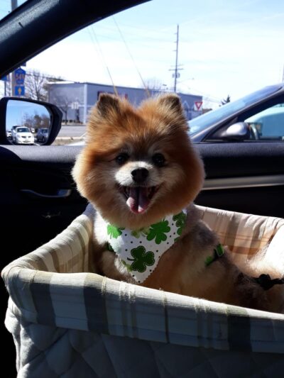 The Pooch Salon - Brick Township, NJ