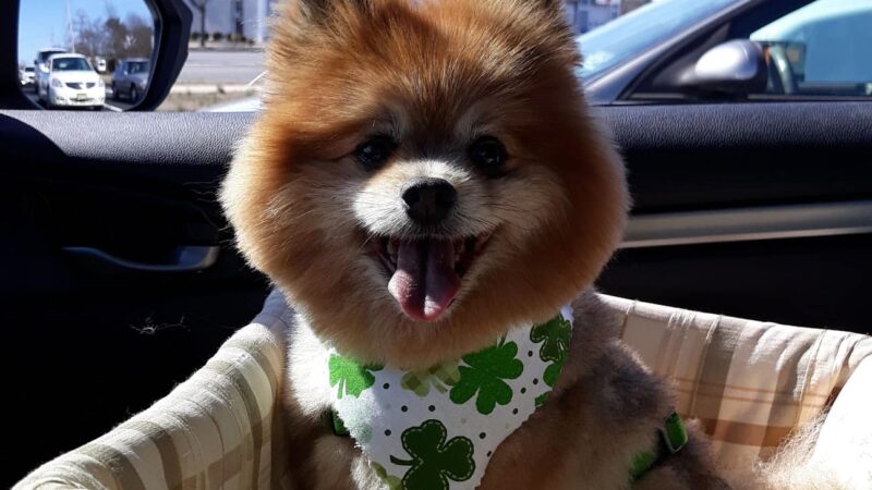 The Pooch Salon - Brick Township, NJ