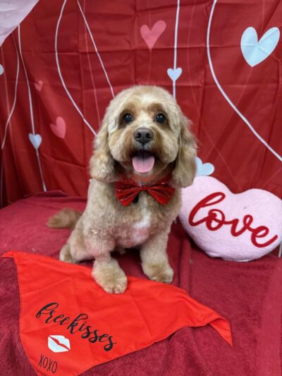 The Pooch Salon - Brick Township, NJ
