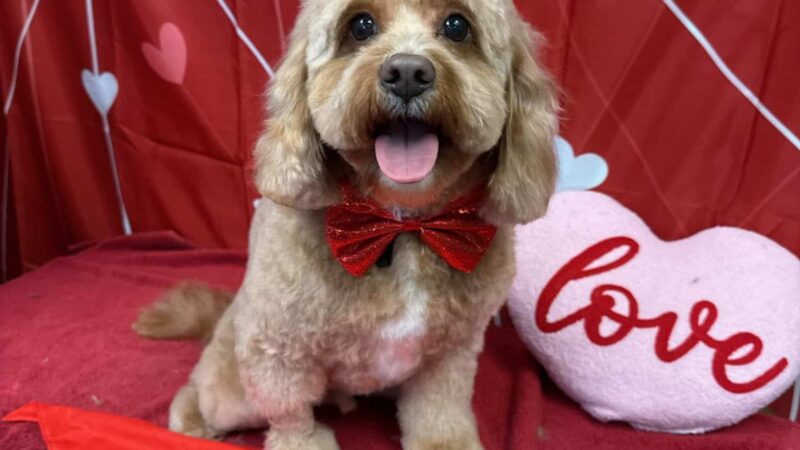 The Pooch Salon - Brick Township, NJ