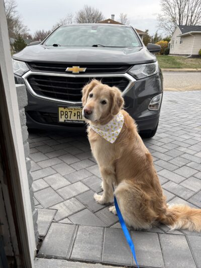 The Pooch Salon - Brick Township, NJ