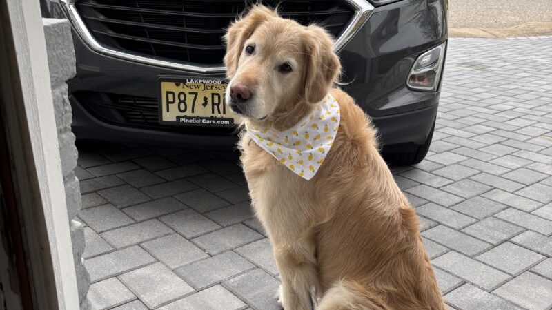 The Pooch Salon - Brick Township, NJ