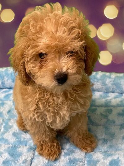 Puppies-R-Us - Bridgeville, DE