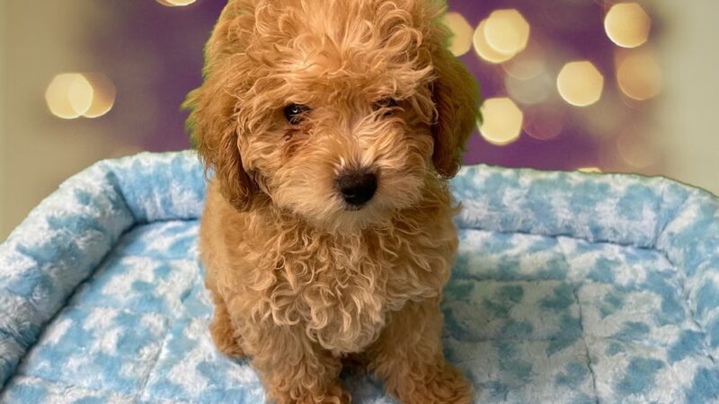 Puppies-R-Us - Bridgeville, DE