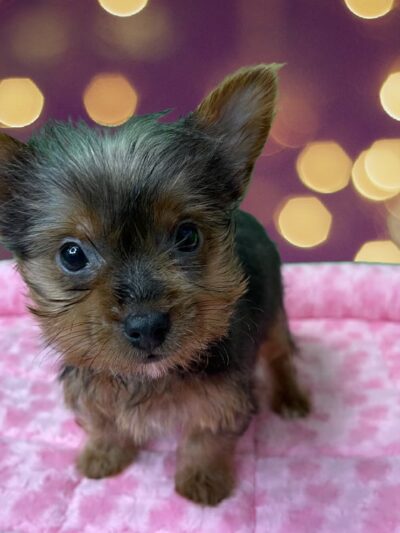 Puppies-R-Us - Bridgeville, DE