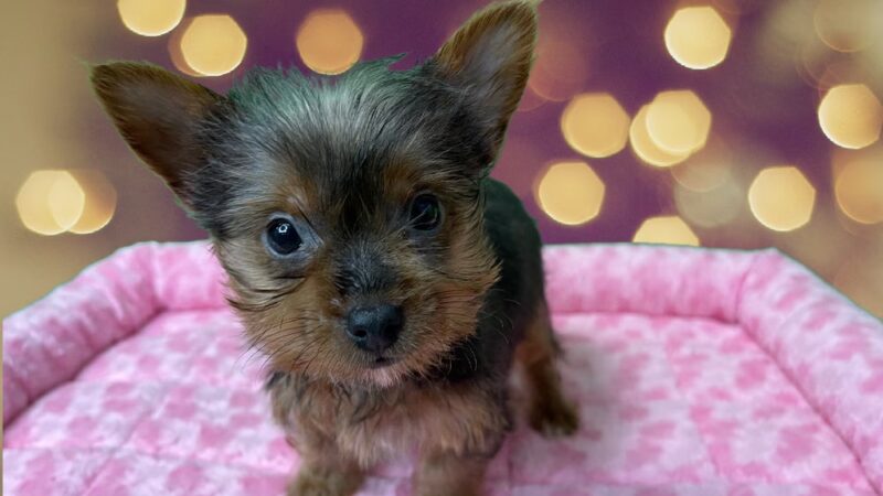 Puppies-R-Us - Bridgeville, DE