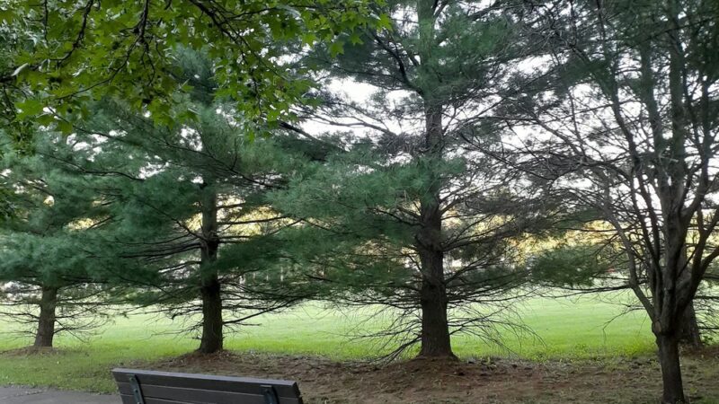 Alfred S. Brown Park - Bridgewater, NJ